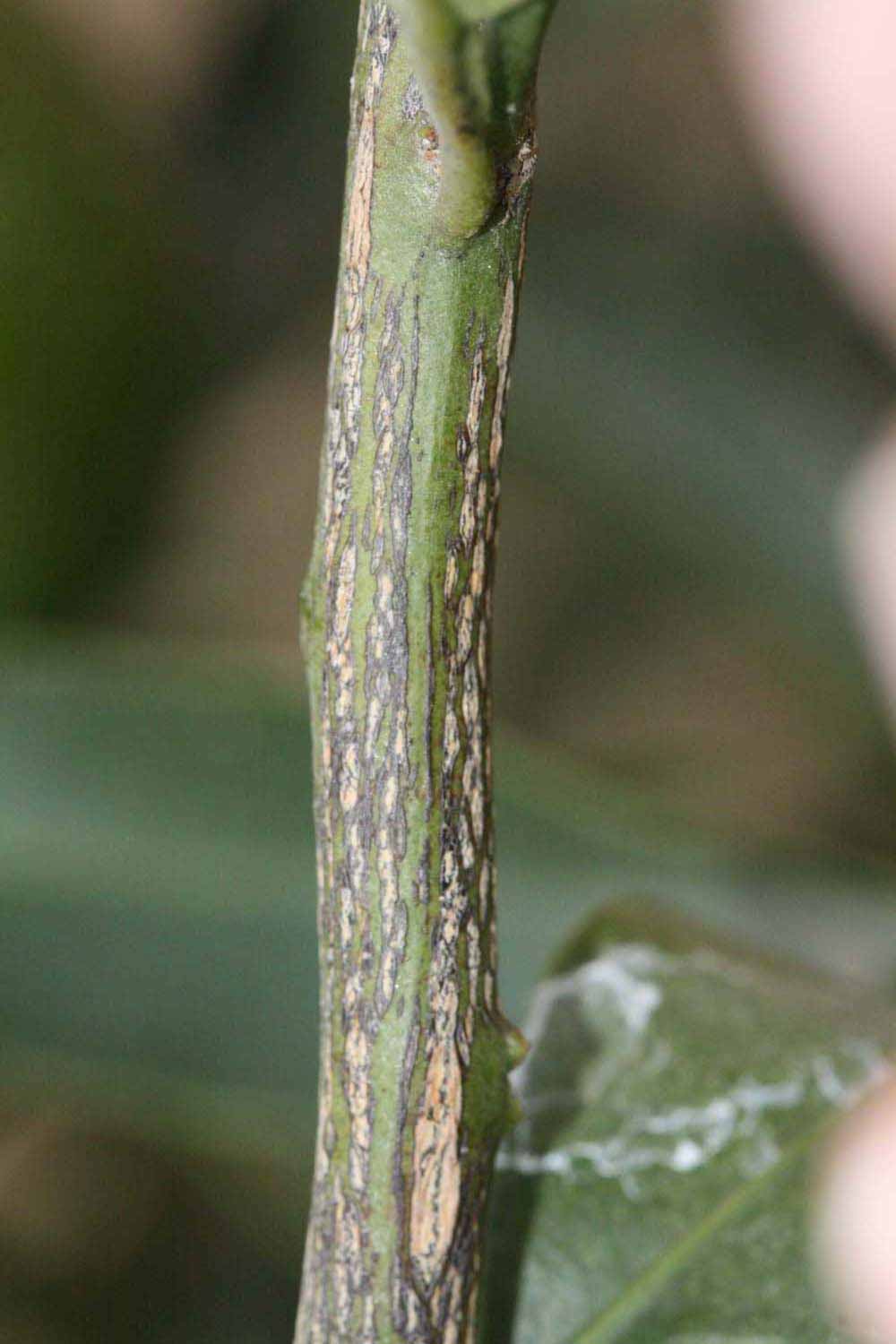              Second - third year twig (Riverside, CA)       